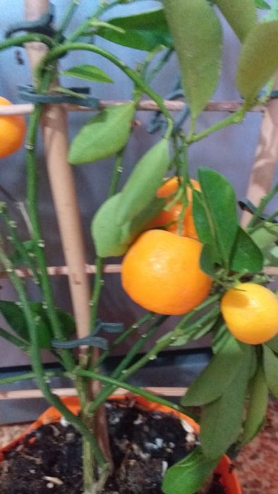 Плодоносящий цитрус Каламондин с плодами. .