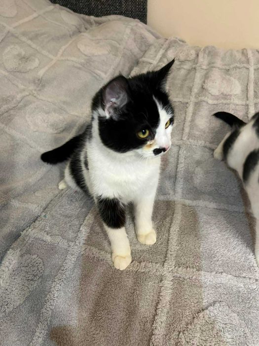 Mały słodziak kocurek FERRERO szuka domku!