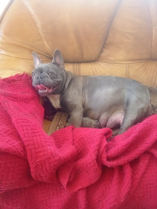 Buldog francuski - rodowod