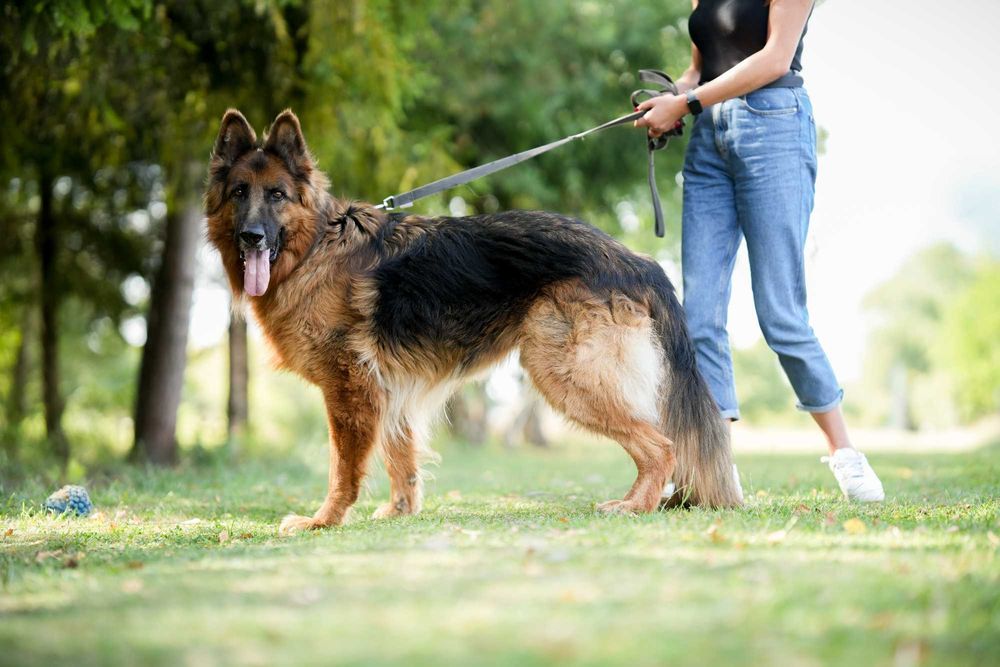 Tenor - kontaktowy pies w typie owczarka niemieckiego do adopcji!