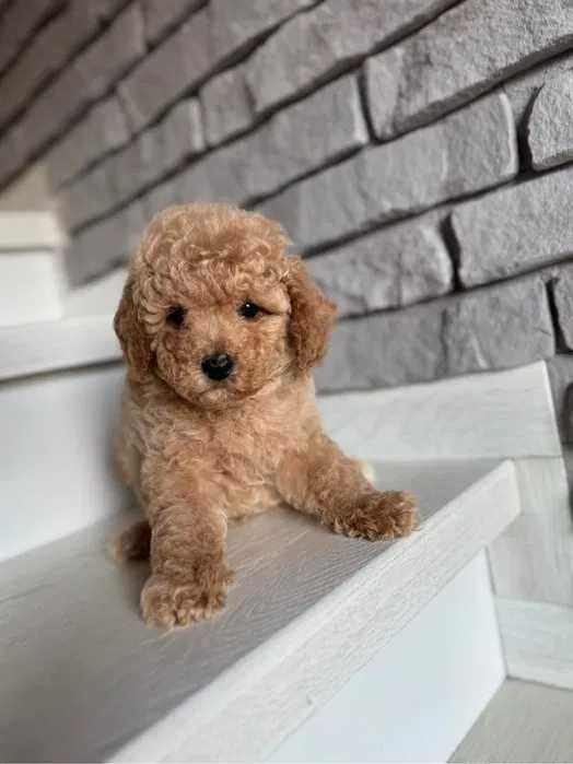 Poodle disponivel