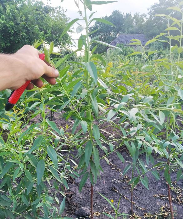 Саженцы сладкого миндаля