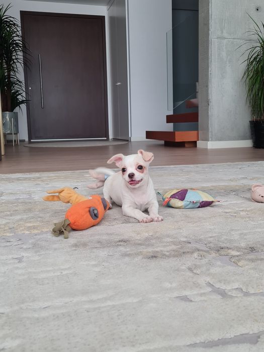 Excelente mini menino Chihuahua/Chiuaua Linhagem Russa de Qualidade