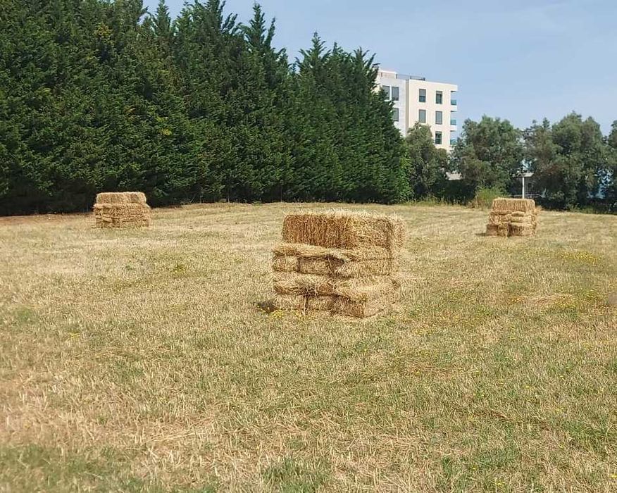 Palha de Aveia e Erva 2026