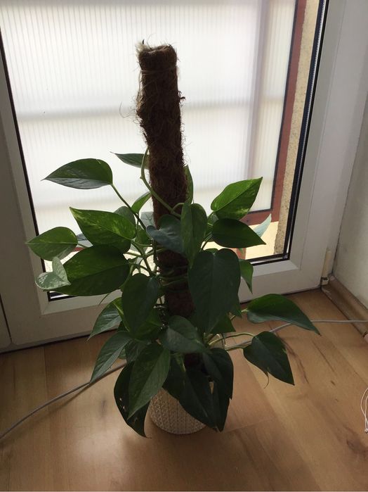 SCINDAPSUS epipremnum pnacze