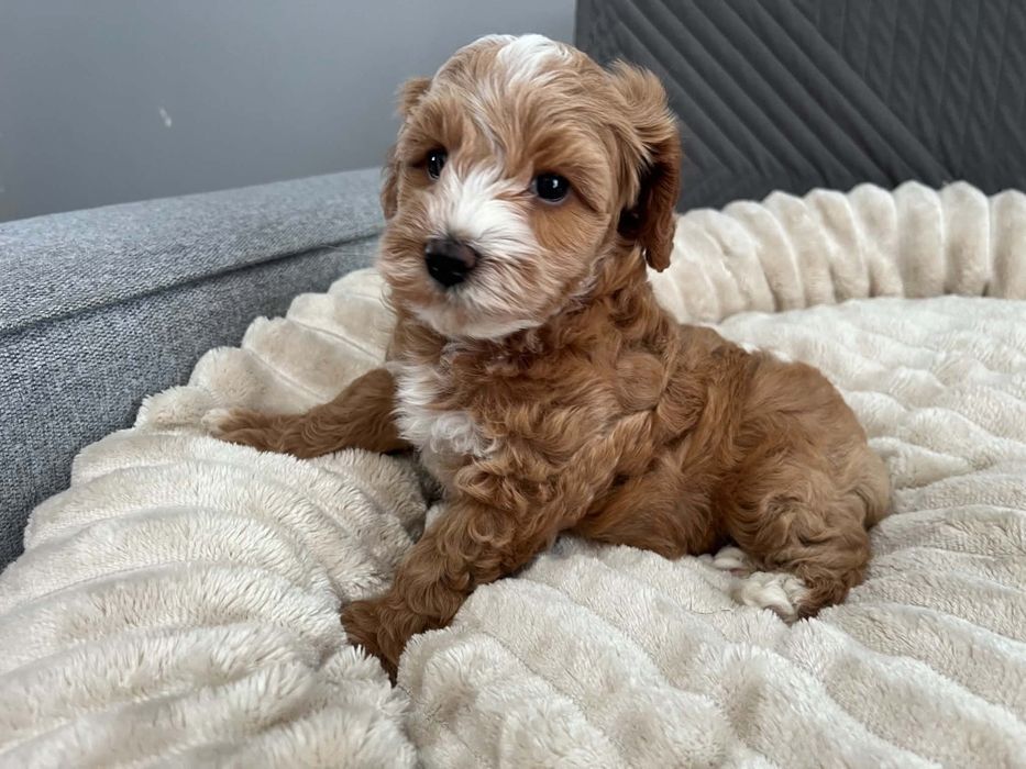 Sprzedam suczke maltipoo