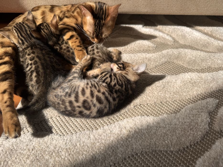 Кошенята бенгальскькі