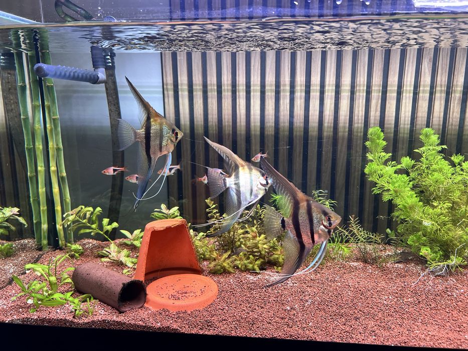 Escalares manacapuru red