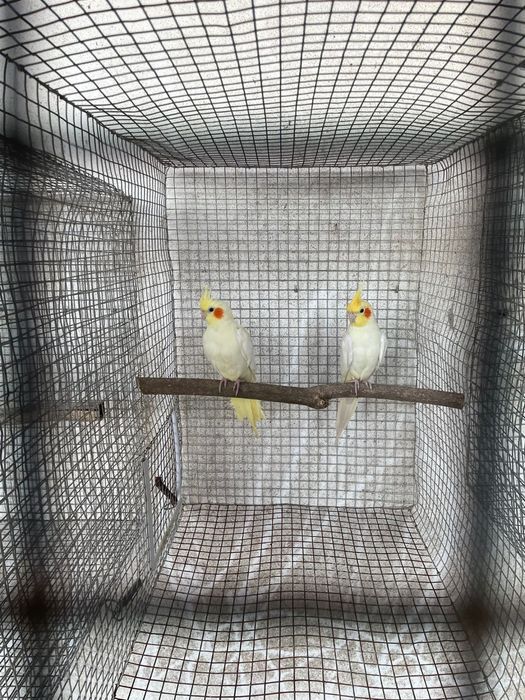 Casal de caturras