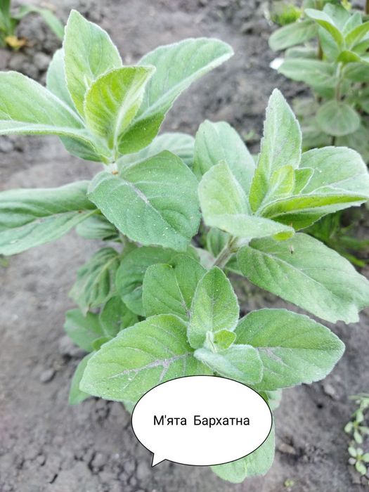 Пряні трави, м'ята, меліса.