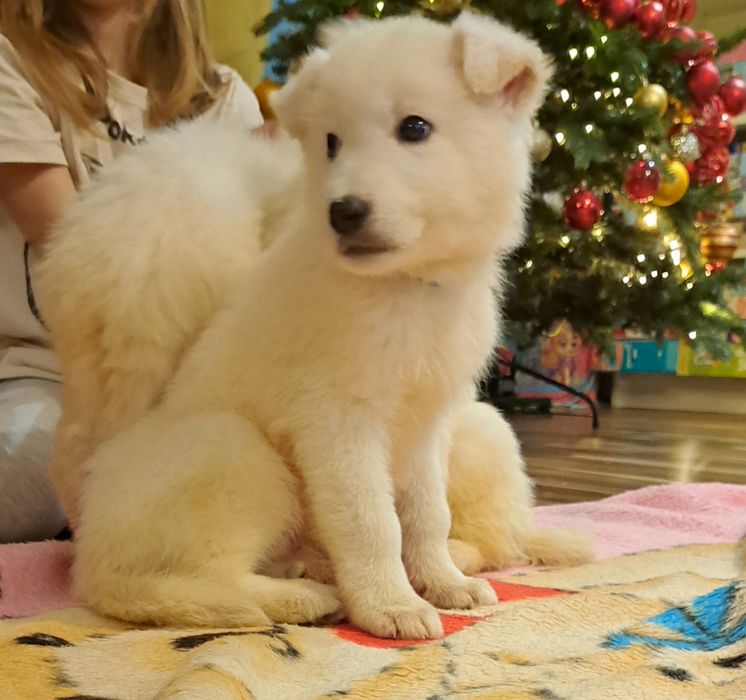 Biały Owczarek szwajcarski długowłosy  - piesek