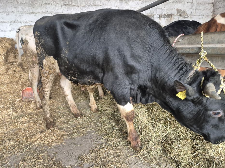 Roczne byki na doplaty