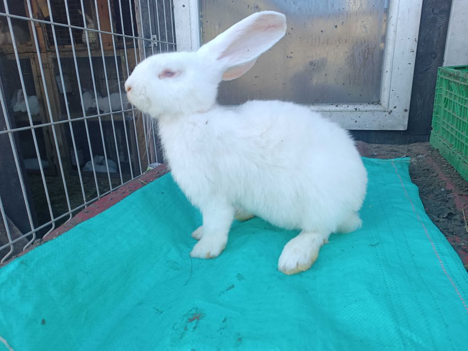 Belgijski Olbrzym Biały