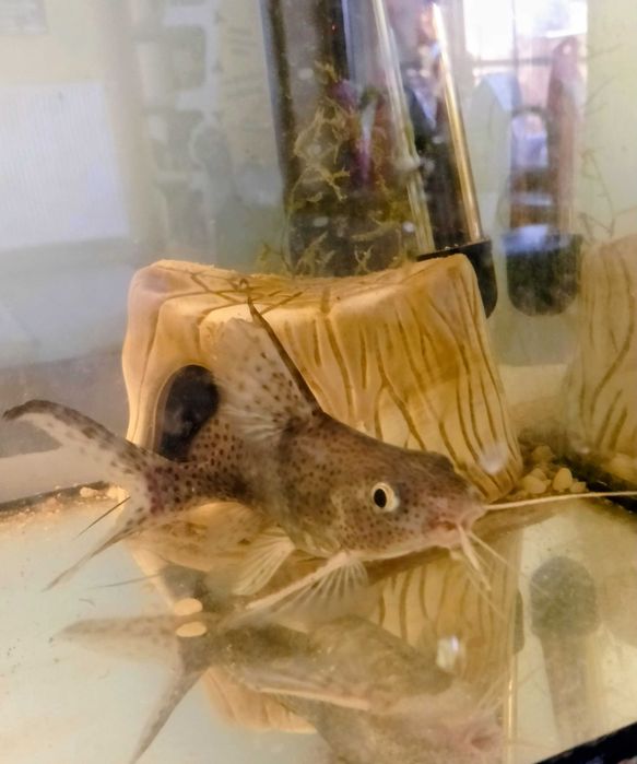 Giętkoząb wielkopłetwy,ryba akw