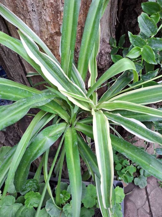 Хлорофітуми трьох видів