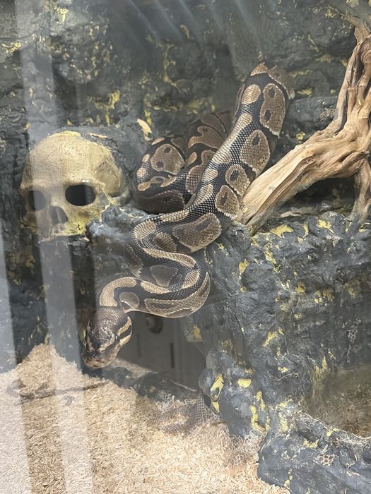 Wąż nie zbożowy za darmo 6 lat