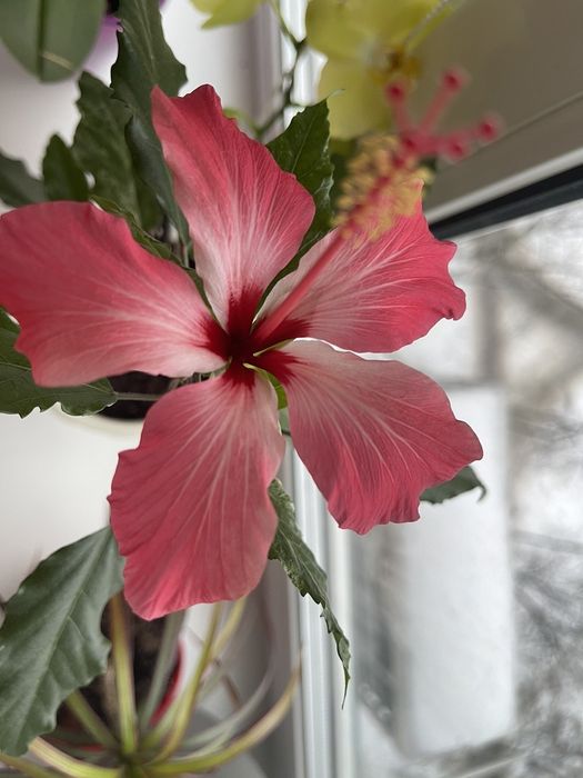 Гібіскус Купера, вазон, кімнатна рослина