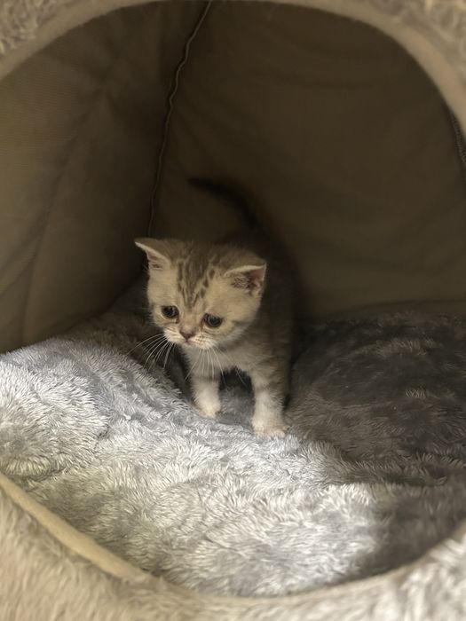 Кошенята шотландці