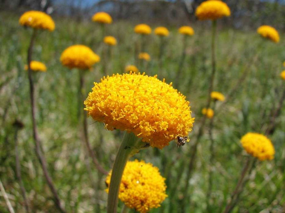 20 Sementes de Craspedia Globosa Amarela