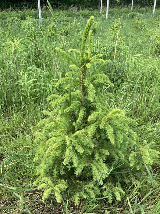 Świerk pospolity, srebrzysty, z bryłą korzeniową