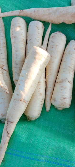 Marchew buraczek pietruszka seler