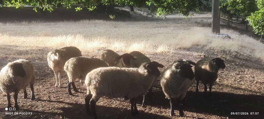 Ovelhas e Carneiro Suffolk
