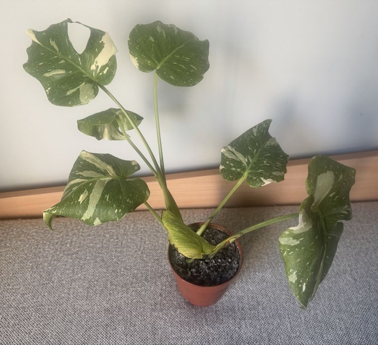 Monstera Variegata Thai Constellation kolekcjonerska