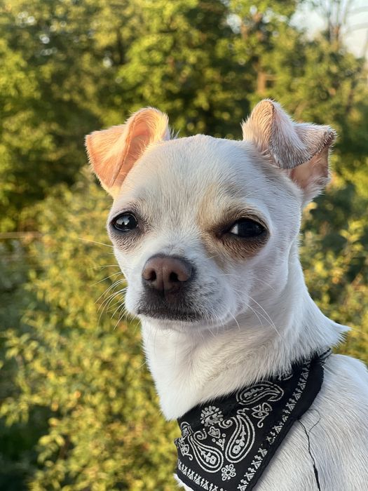 Чіхуа шукає наречену