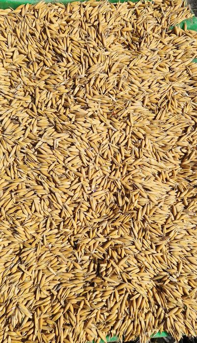 Owies, Łubin gorzki wąskolistny certyfikat ekologiczny