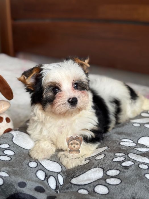 Цуценя Бівер йорк