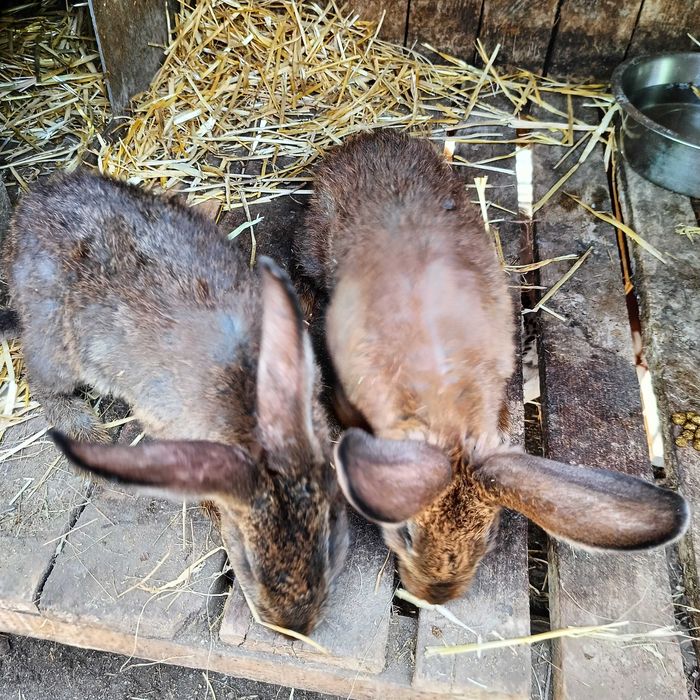 Кроленята 3 месяца