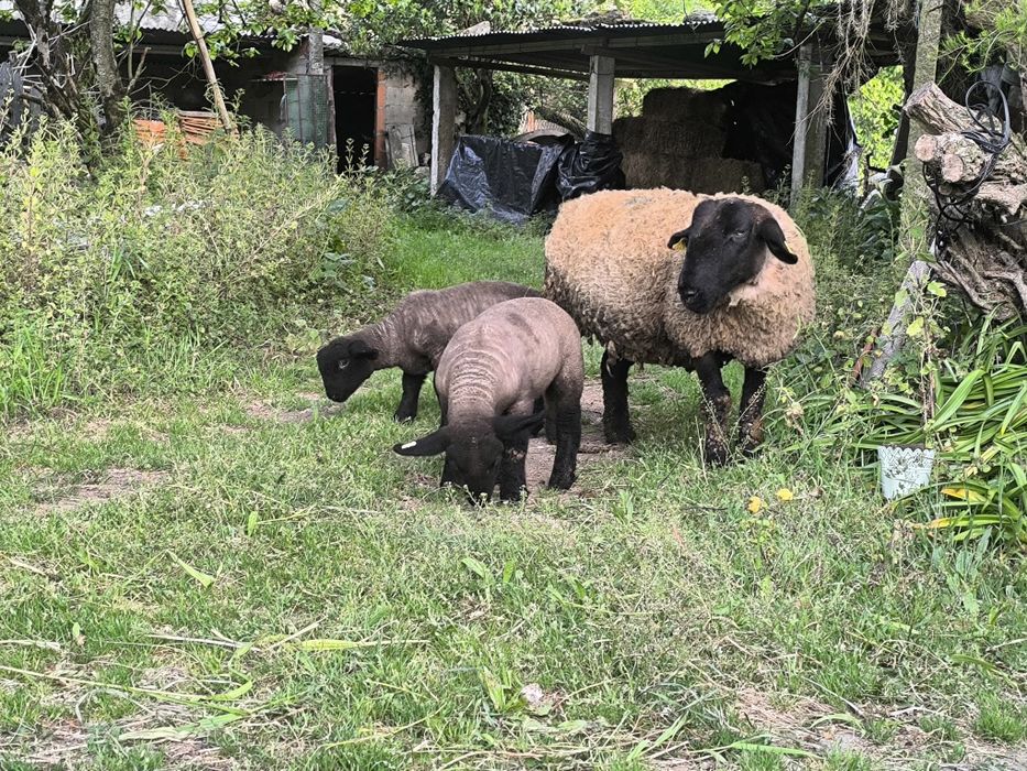 Borregos suffolks