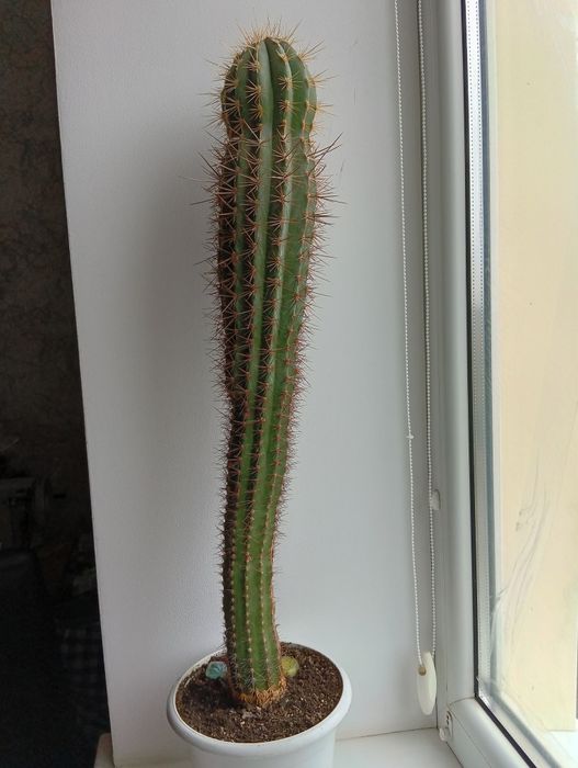 Продам великий кактус с горщиком., Його висота 65 см.