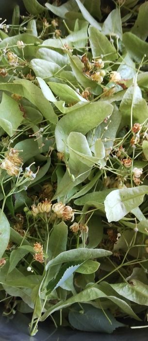 Цвіт липи цьогоріч