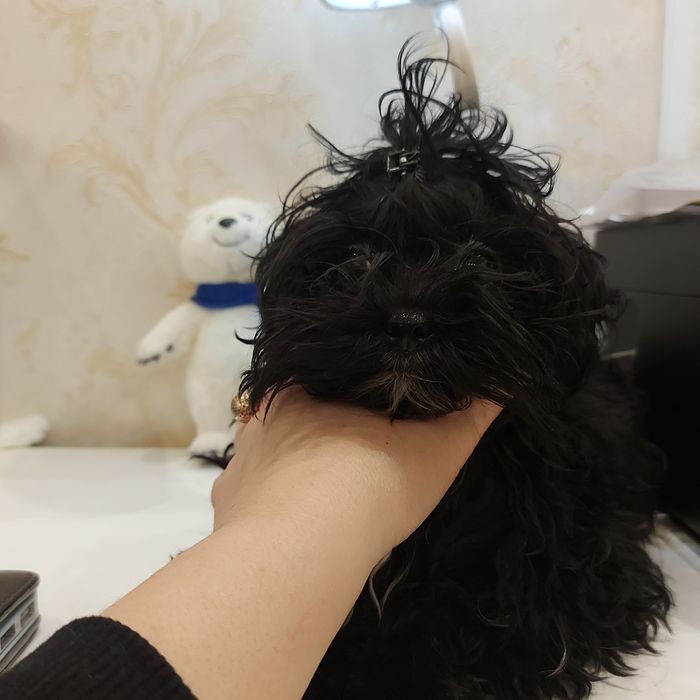 продам щенка Мальтипу