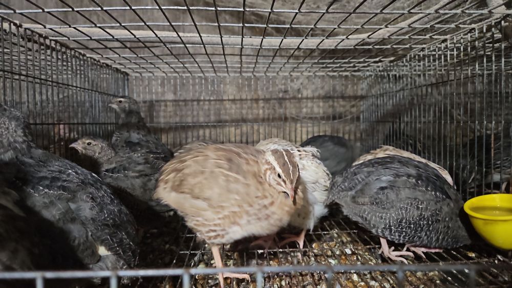 Machos codorniz de carne