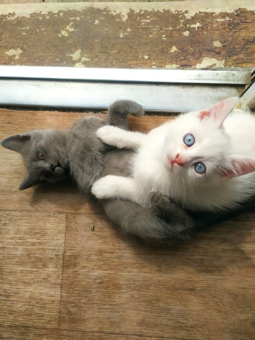Віддам кошенят в добрі руки