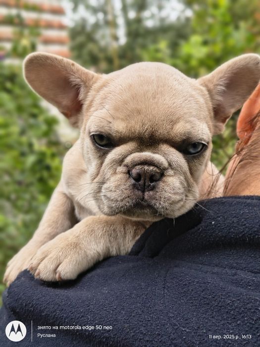 Дівчинка з ізютинкою француз