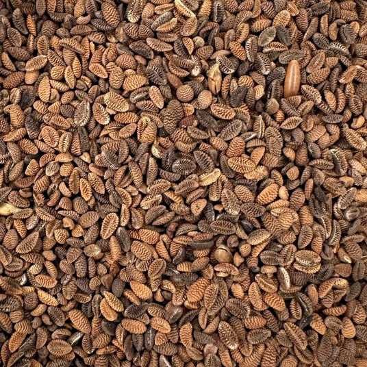 Продам насіння фацелії,фацелія