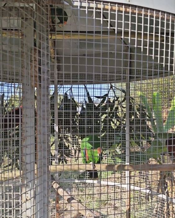 2 casais de papagaios ecletus. Troco por  arara criada a mão no mesmo valor