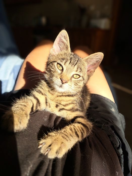 Forcik do adopcji, 4 miesięczny kociak