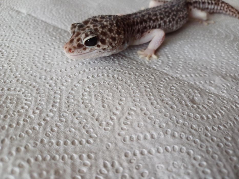 Gekon lamparci super snow mack