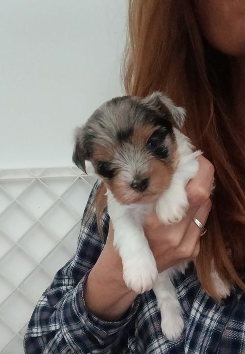 Sunia Yorkshire terrier malutka Bluebery