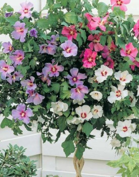 Гибискус трехцветный алтека