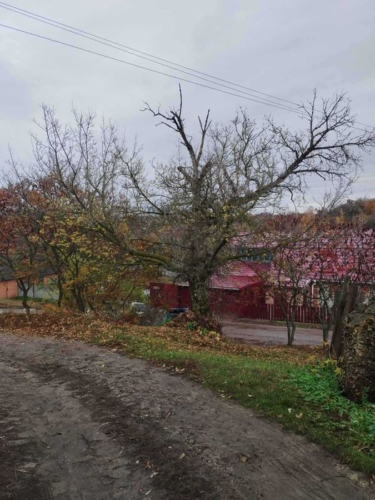 Спил та видалення дерев, підрізка