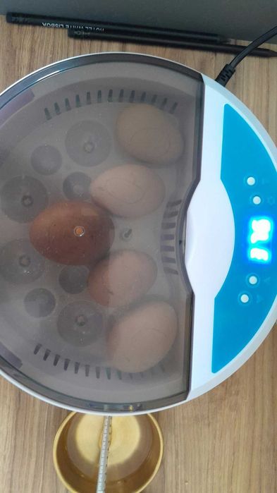FREE chicken chicks, pintinhos de galinha GRÁTIS!