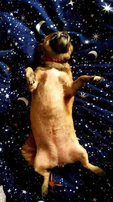 Tosquia para cães e gatos