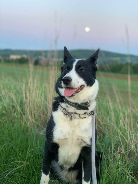 BIGOS (suczka) szuka domu