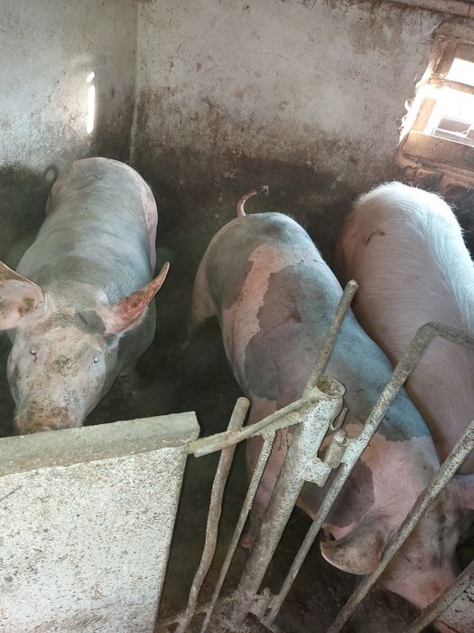 Продам  свині ..договірна 70 грн