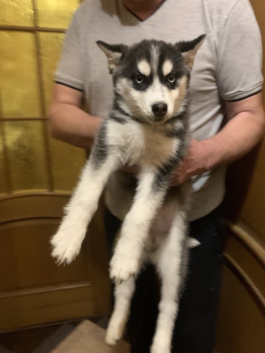 Продам цуценят Хаскі